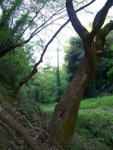 Η άποψη προς το φαράγγι