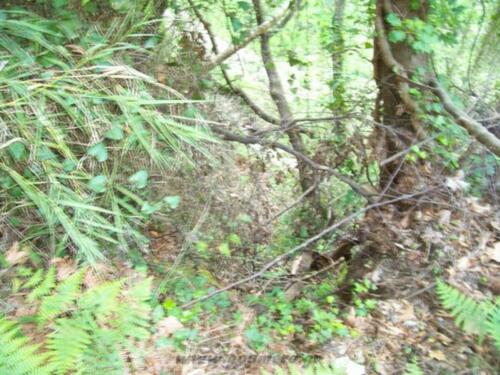 Το καλντερίμι προς το φαράγγι