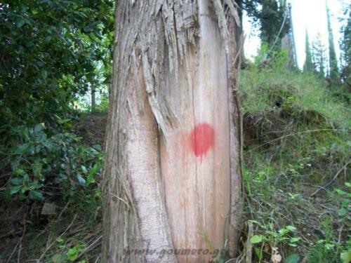 Το σημάδι στα δέντρα για την διαδρομή του μονοπατιού