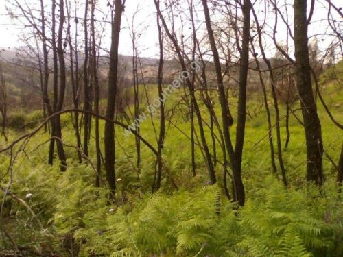 Φωτογραφίες Απο τις φωτιές του 2007