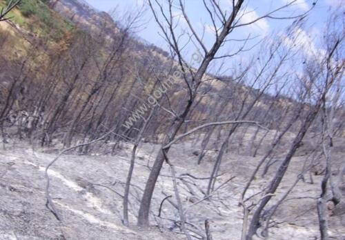 Φωτογραφίες Απο τις φωτιές του 2007