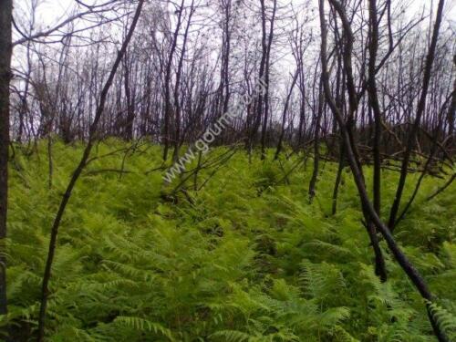 Φωτογραφίες Απο τις φωτιές του 2007