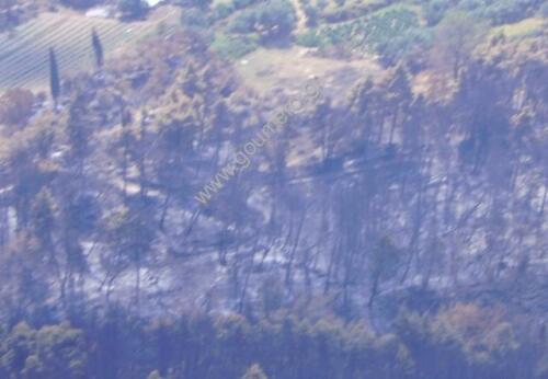 Φωτογραφίες Απο τις φωτιές του 2007