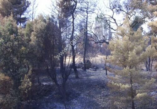 Φωτογραφίες Απο τις φωτιές του 2007