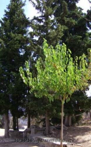 Η βρύση στην είσοδο της μονής